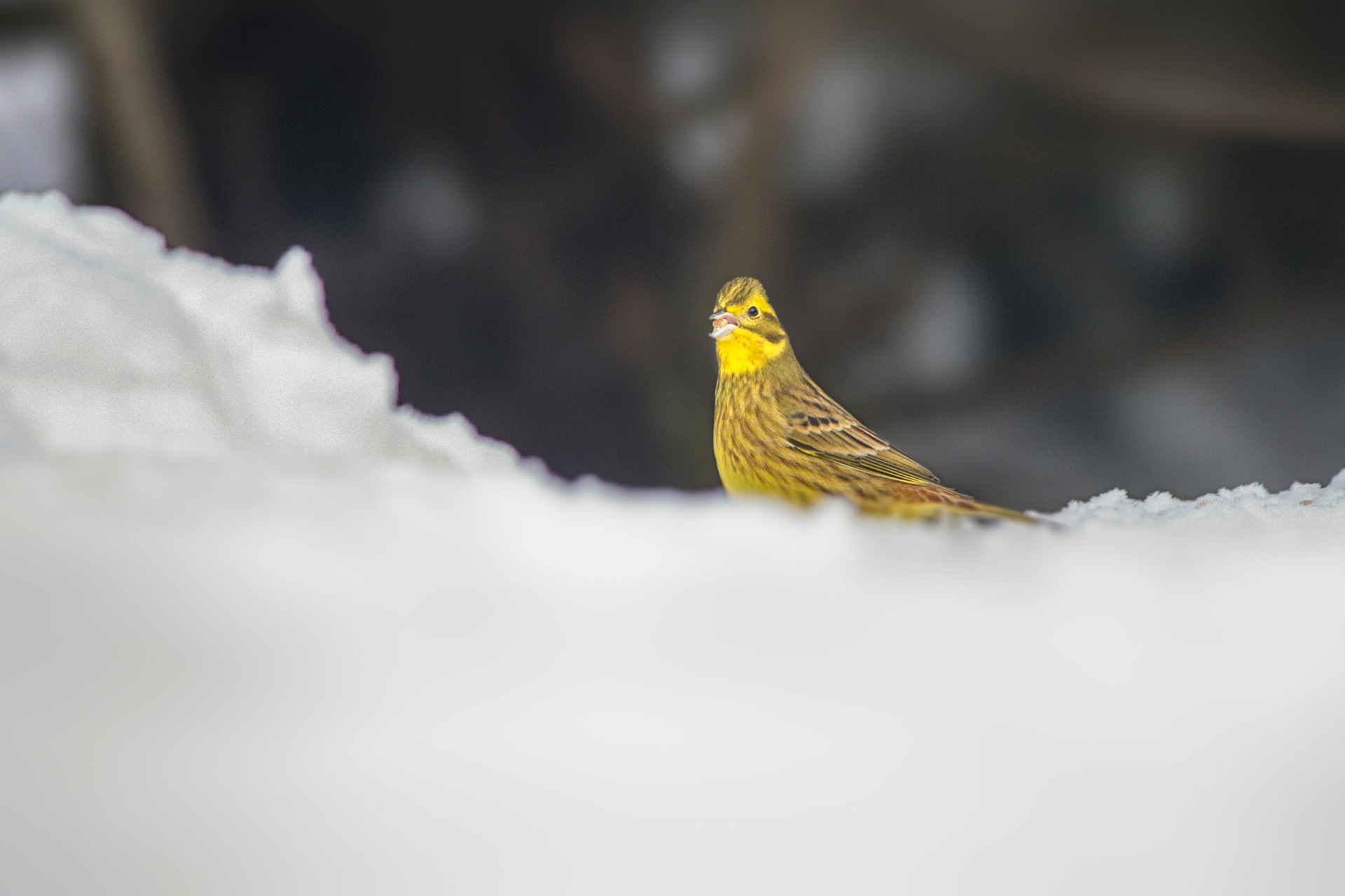 Yellowhammer (Emberiza citrinella)