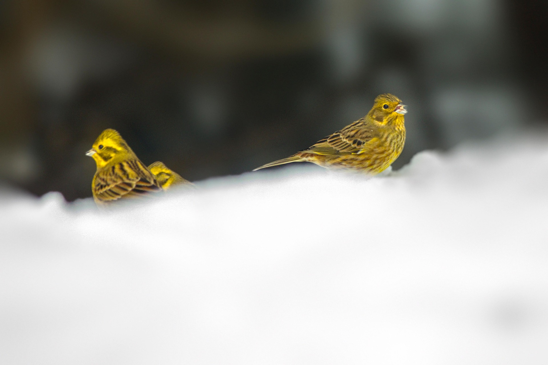 Yellowhammer (Emberiza citrinella)