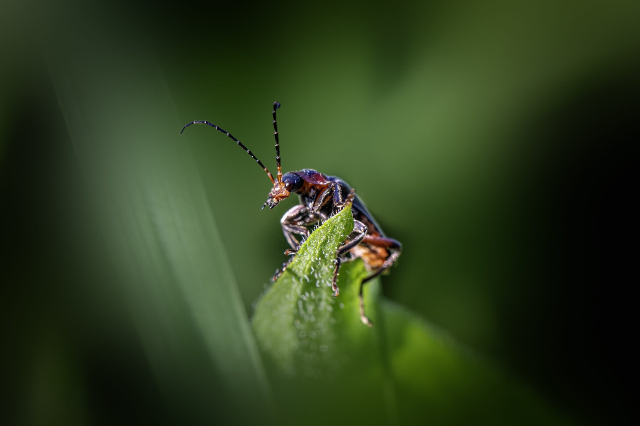 Rustic sailor beetle (Cantharis rustica)