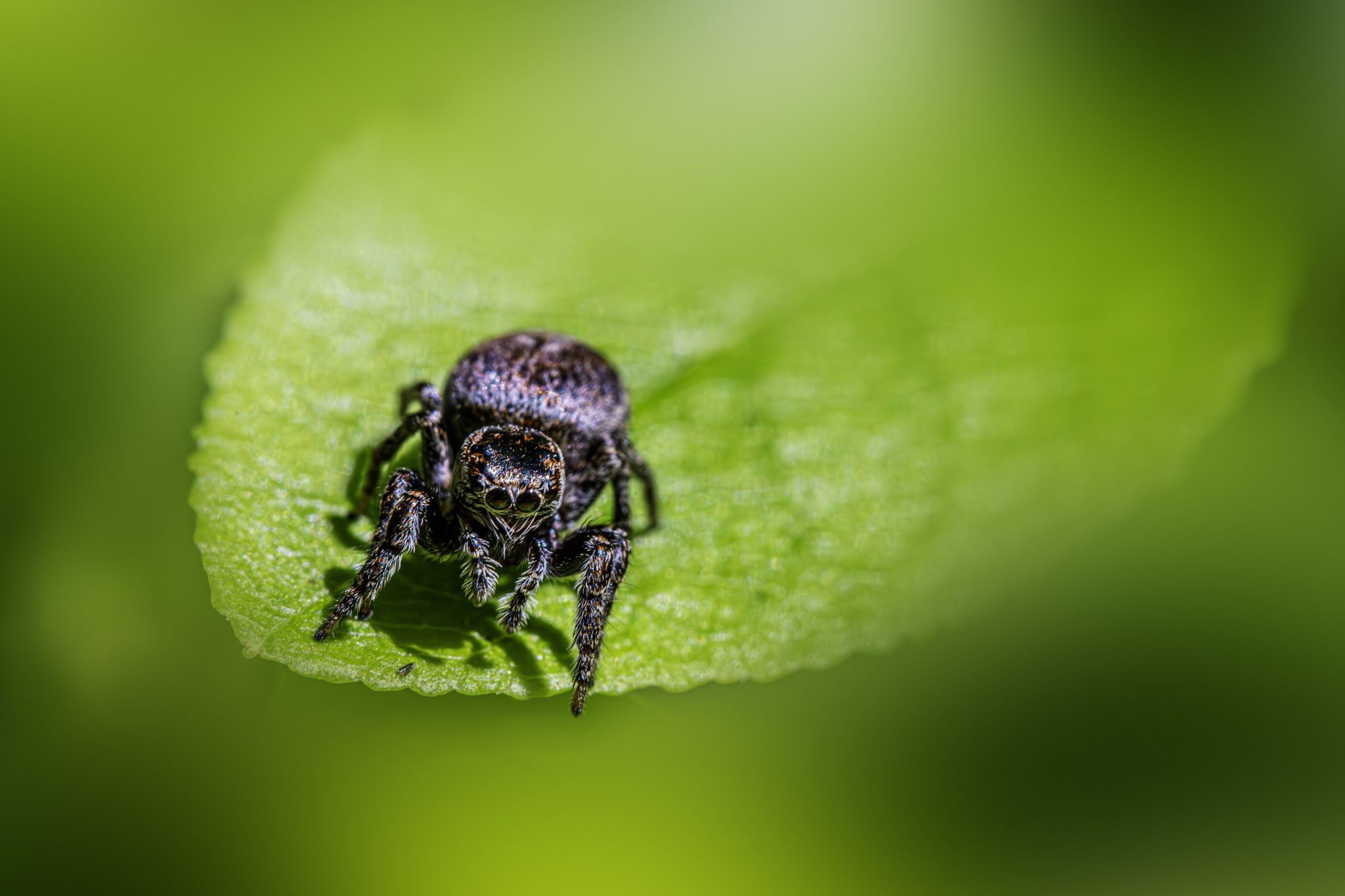 Woodland jumping spider (Evarcha falcata)