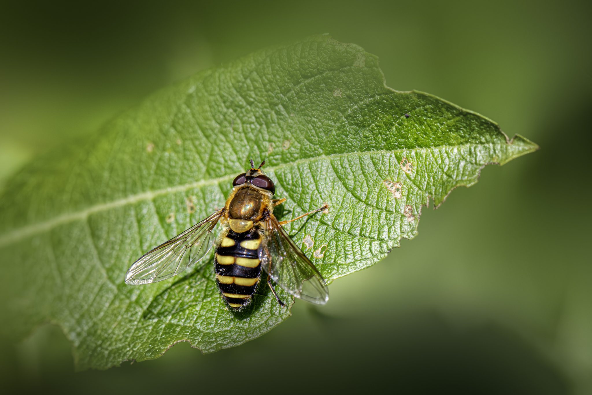 Common banded hoverfly (Syrphus ribesii)