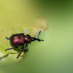 Aspen Leaf-rolling Weevil (Byctiscus populi)