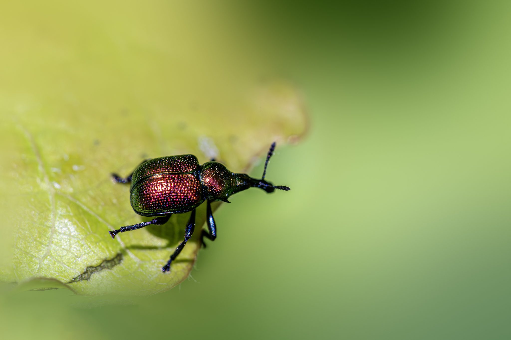 Aspen Leaf-rolling Weevil (Byctiscus populi)