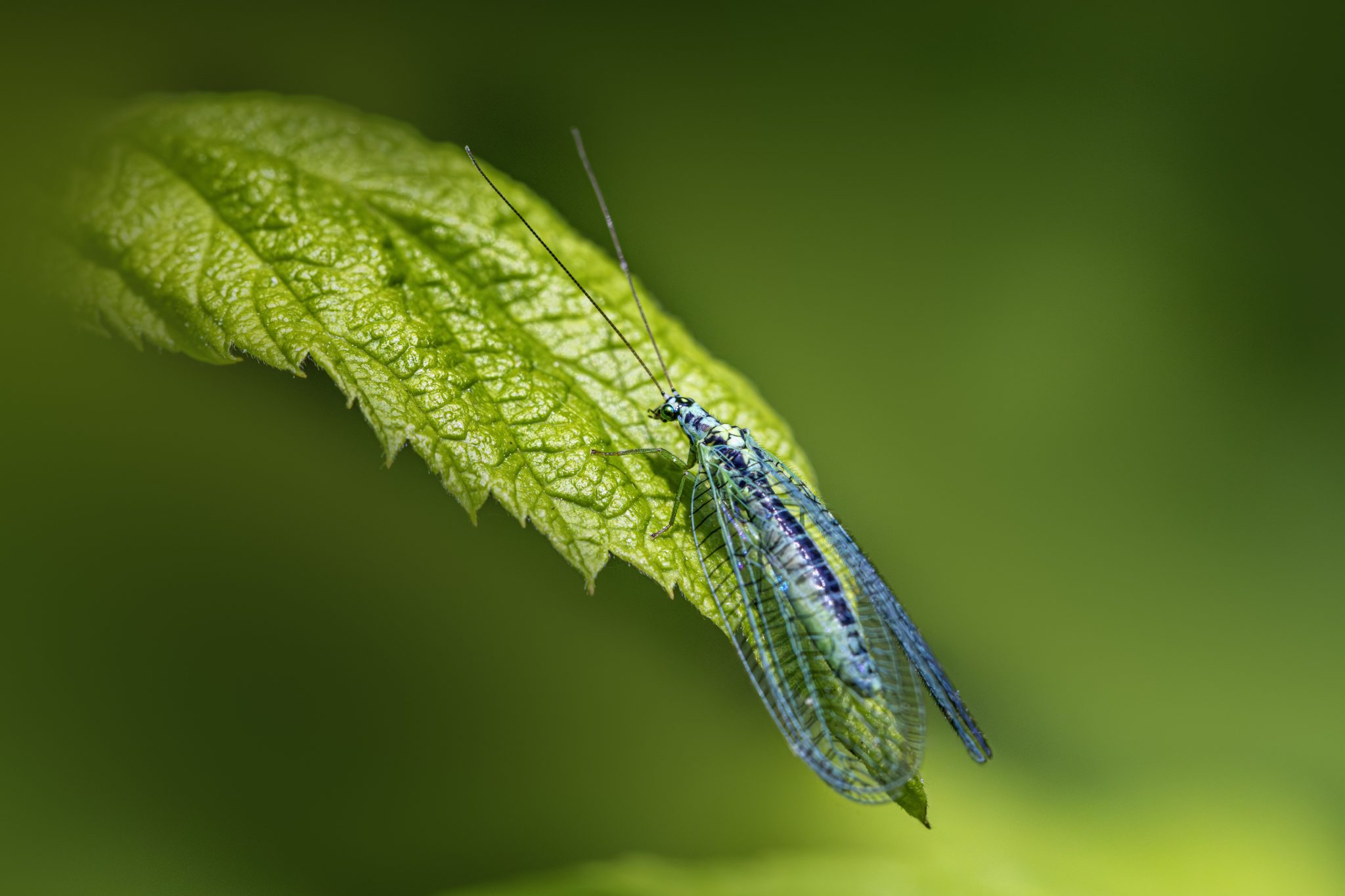 Pearly green lacewing (Chrysopa perla)