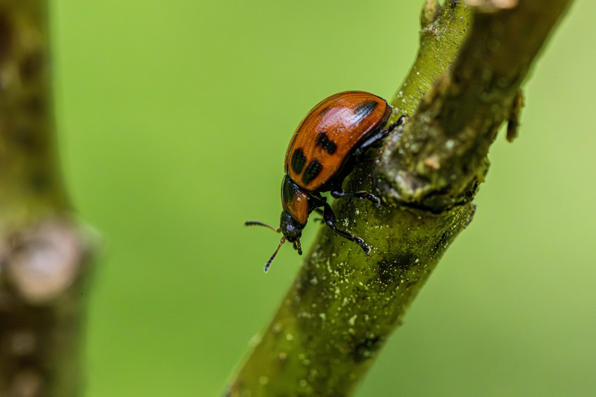 American Aspen Beetle (Gonioctena viminalis)