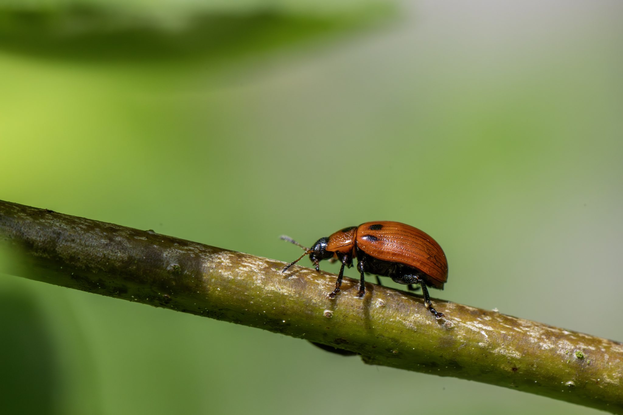 American Aspen Beetle (Gonioctena viminalis)