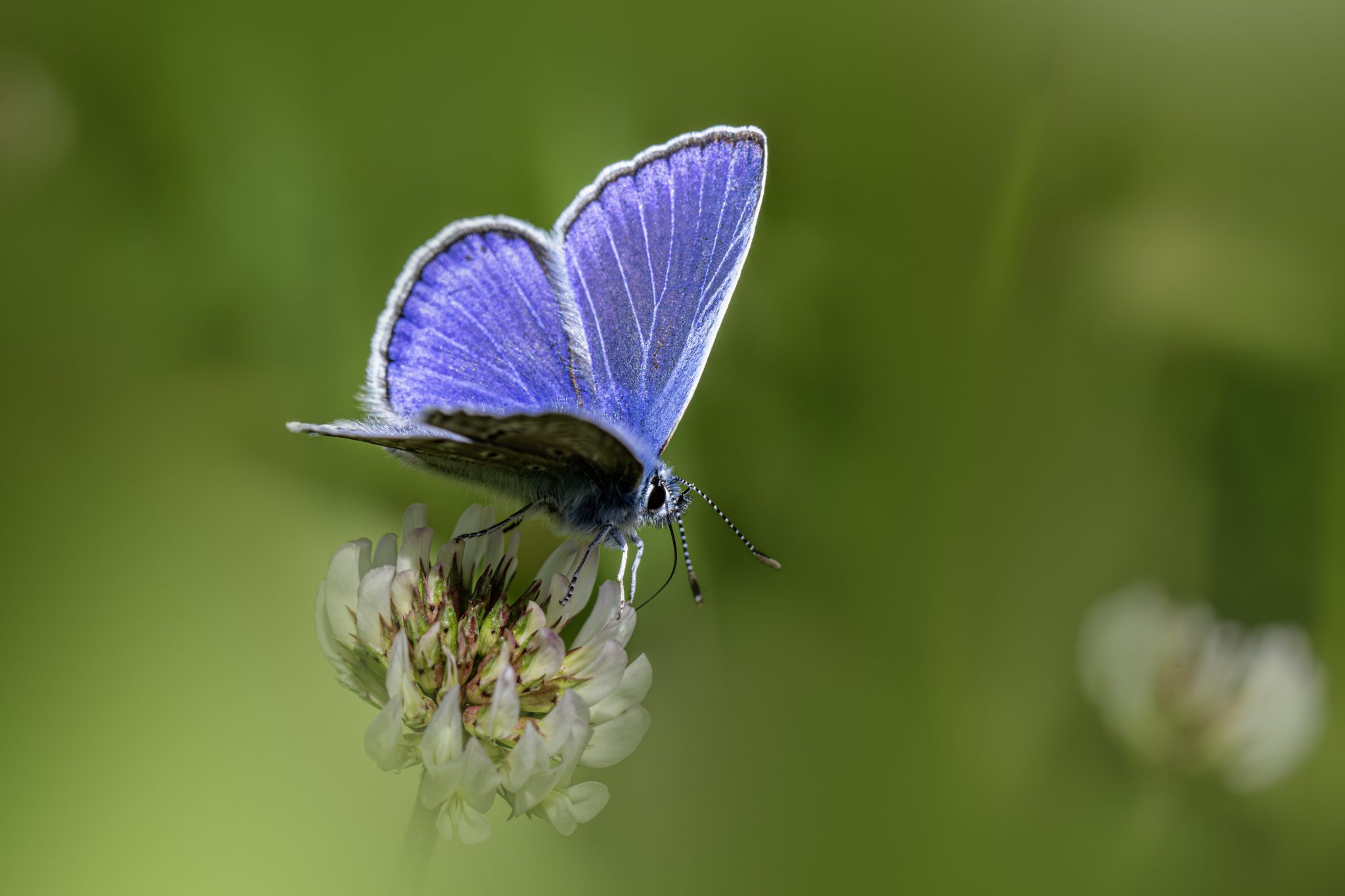 Common blue (Polyommatus icarus)