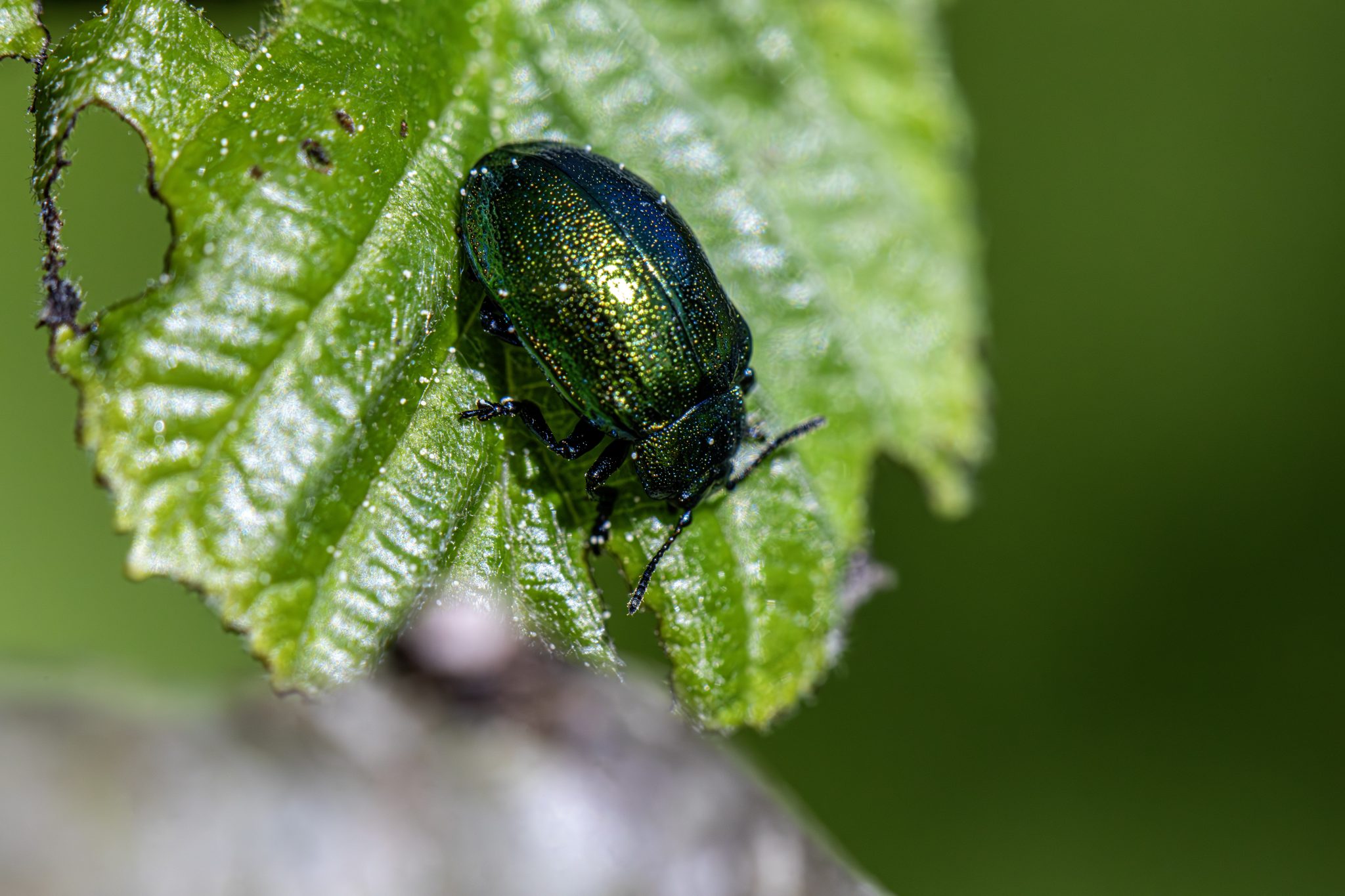 Leaf beetle (Plagiosterna aenea)