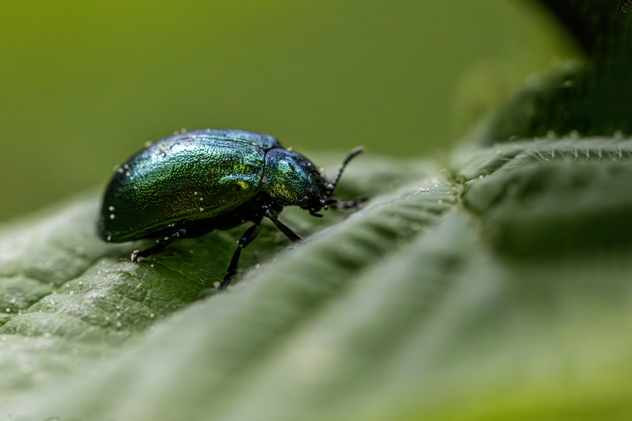 Leaf beetle (Plagiosterna aenea)