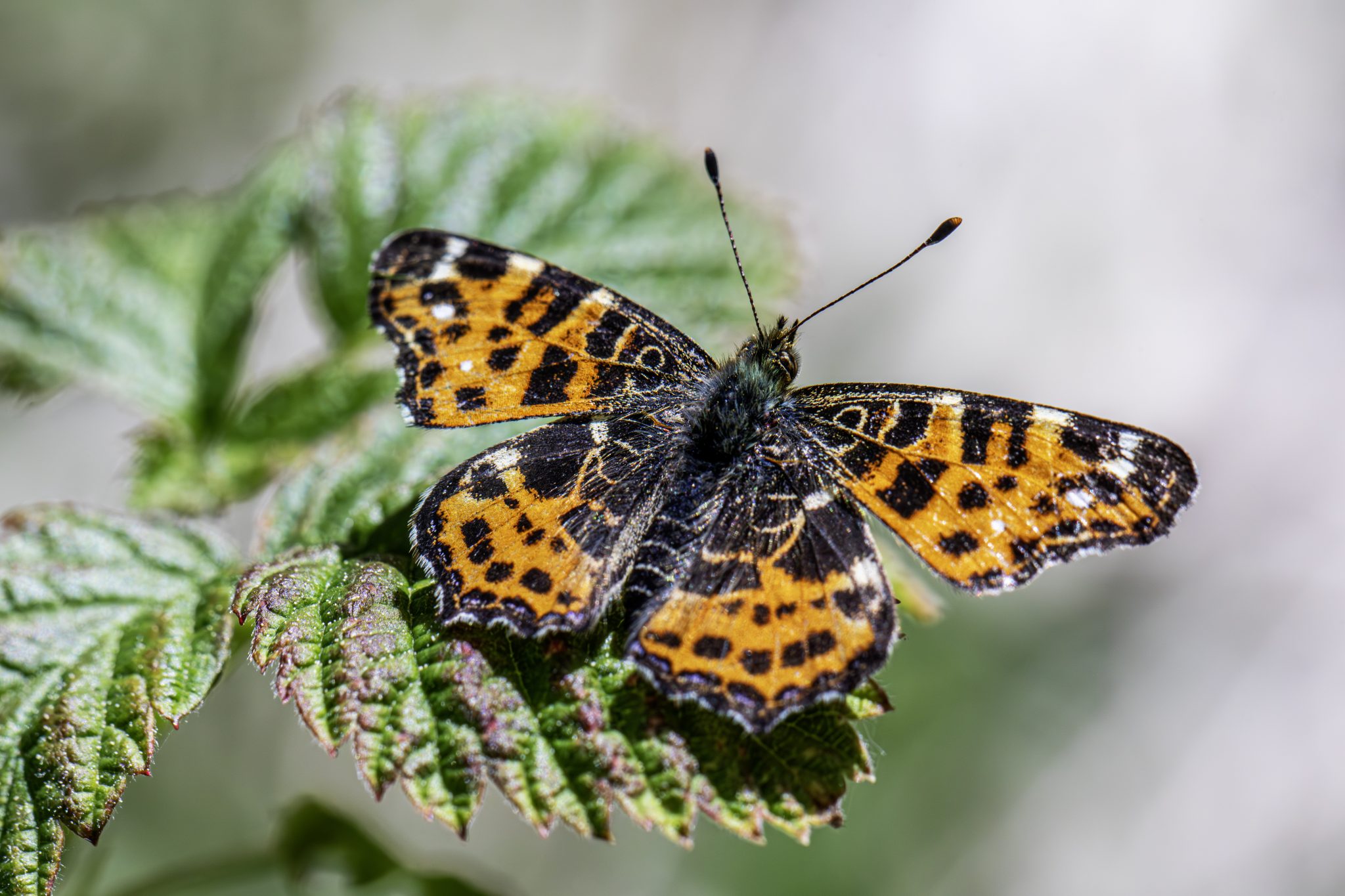 Map butterfly (Araschnia levana)