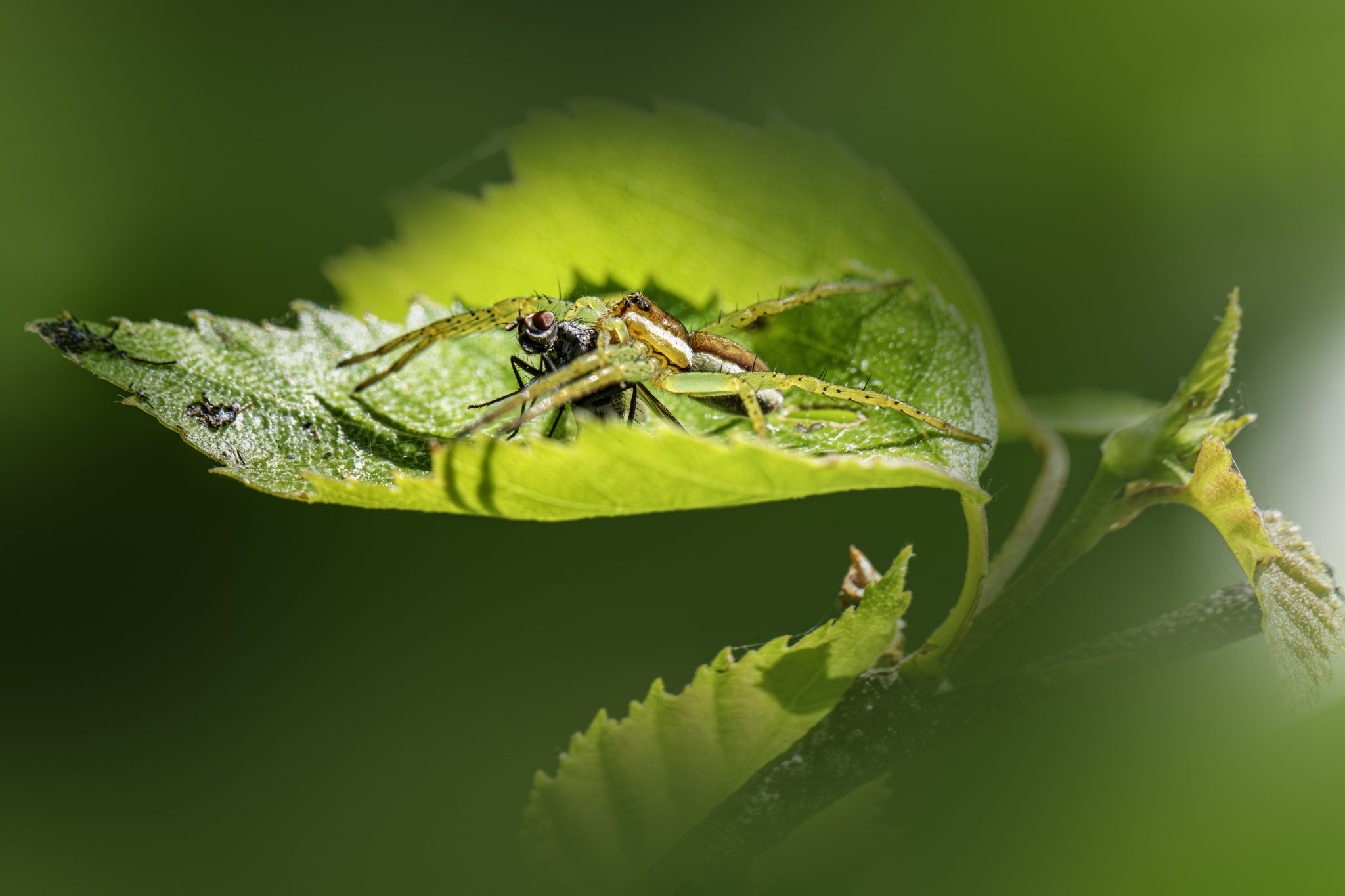 Raft spider (Dolomedes fimbriatus)