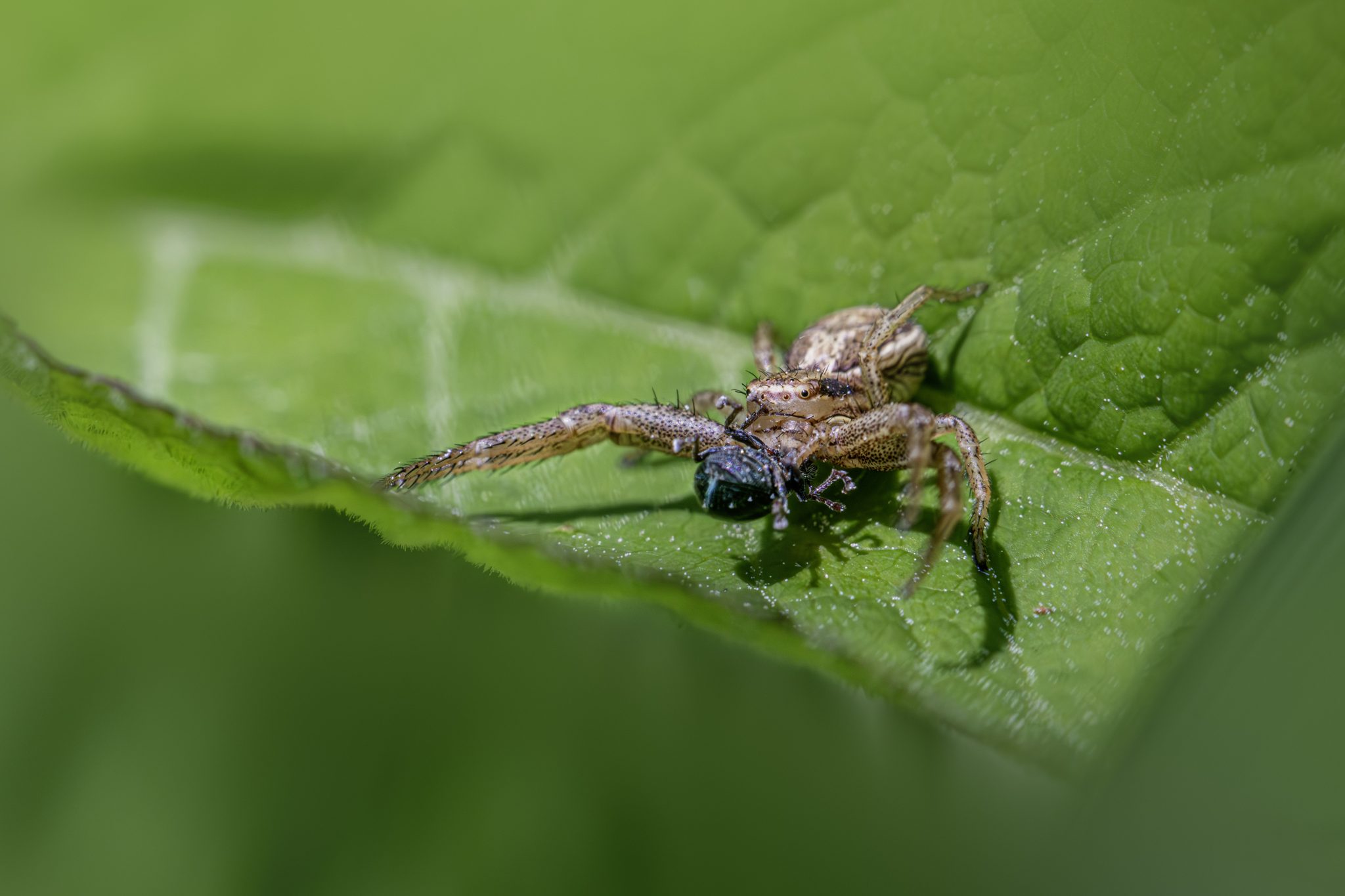 Common crab spider (Xysticus cristatus)