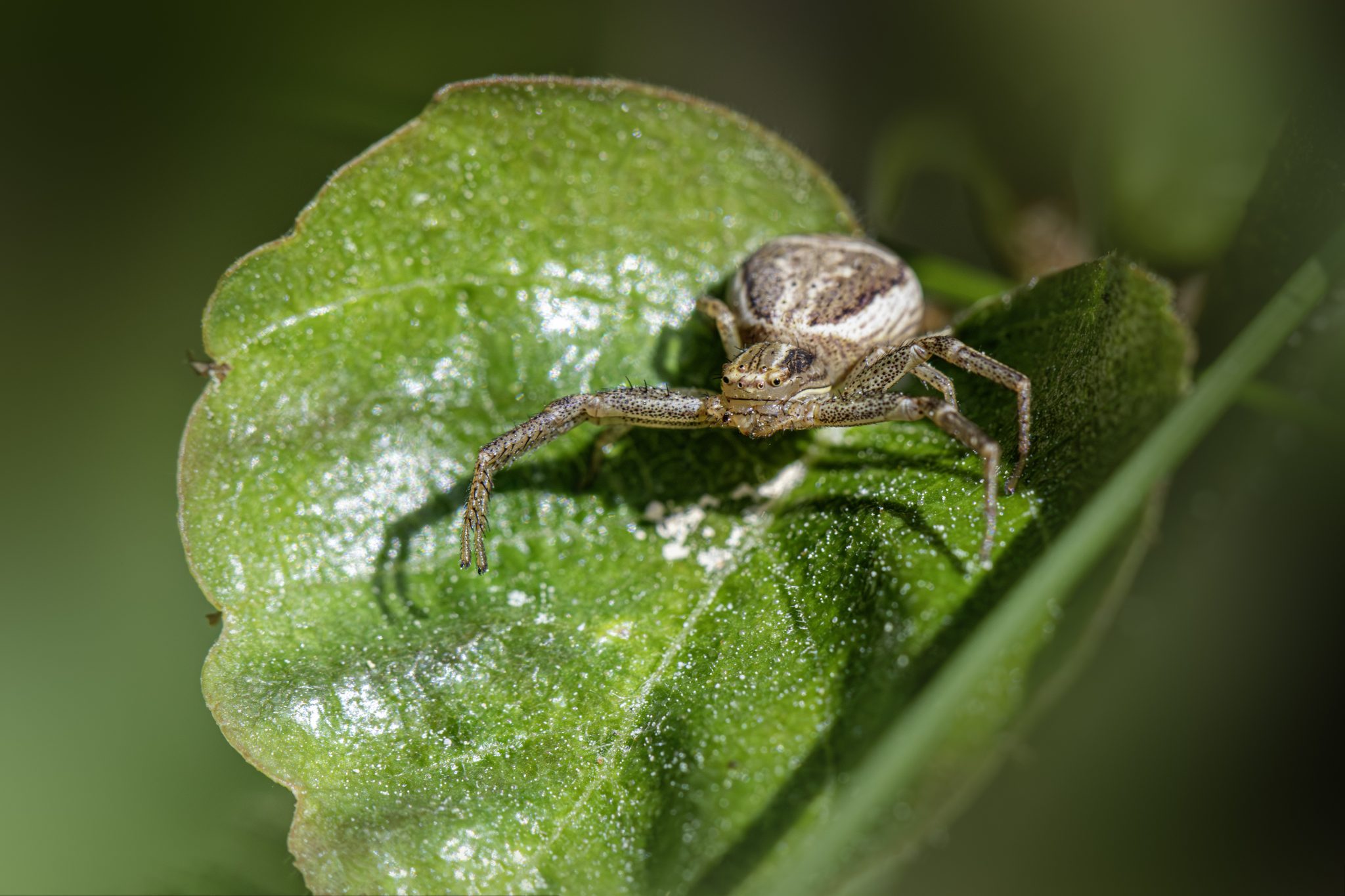 Common crab spider (Xysticus cristatus)