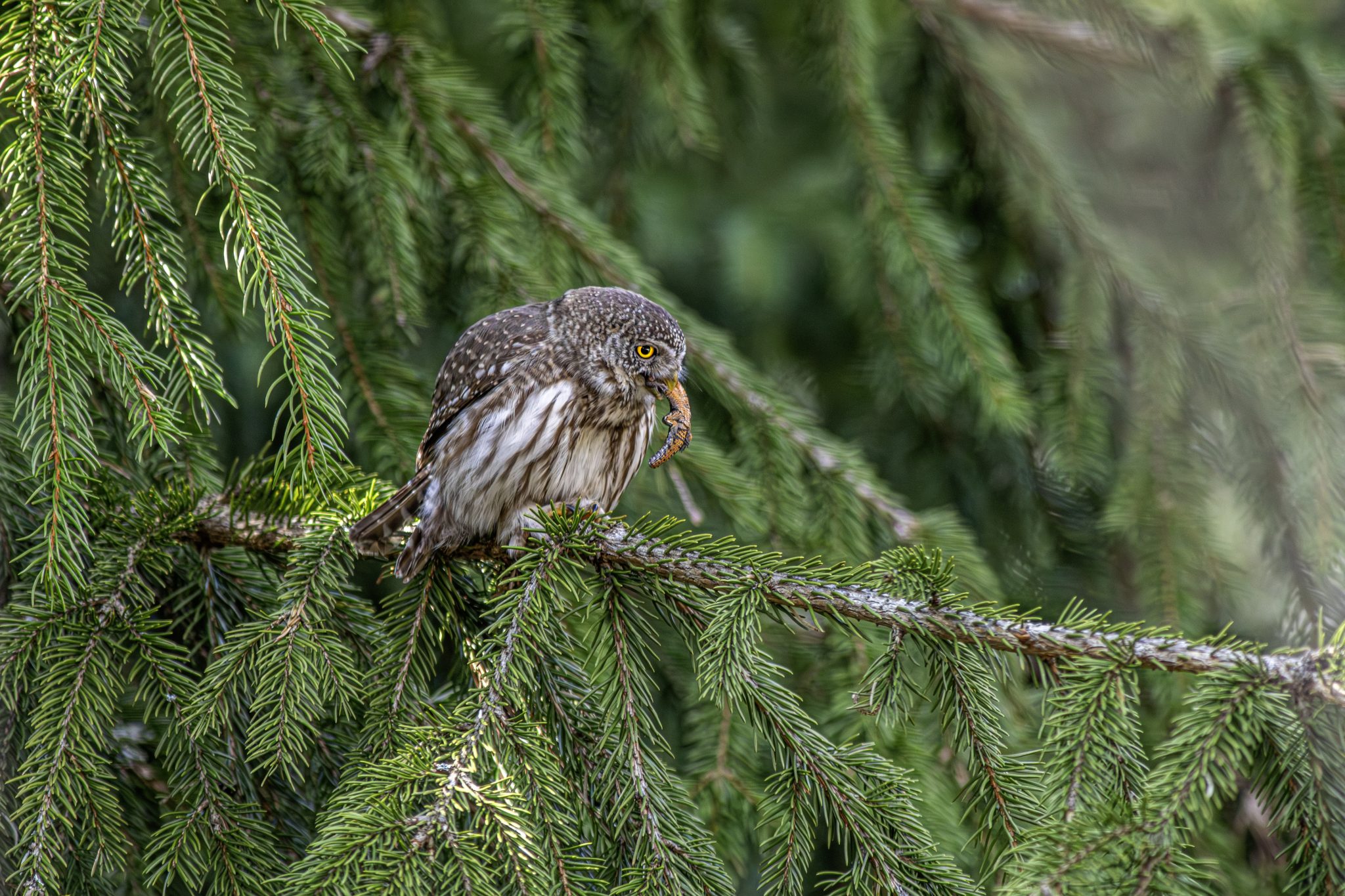 Eurasian pygmy owl (Glaucidium passerinum)
