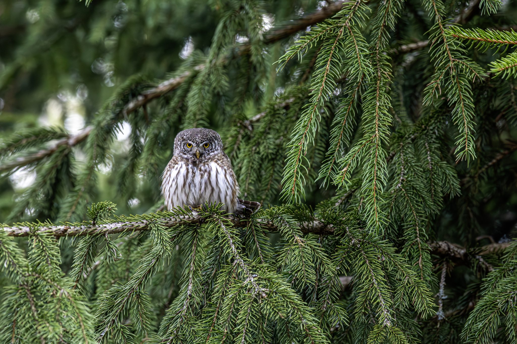 Eurasian pygmy owl (Glaucidium passerinum)