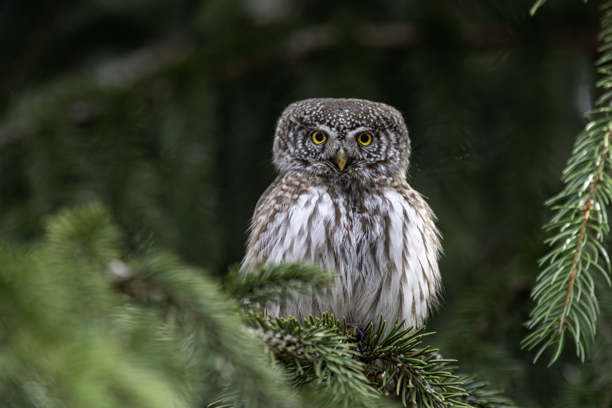 Eurasian pygmy owl (Glaucidium passerinum)