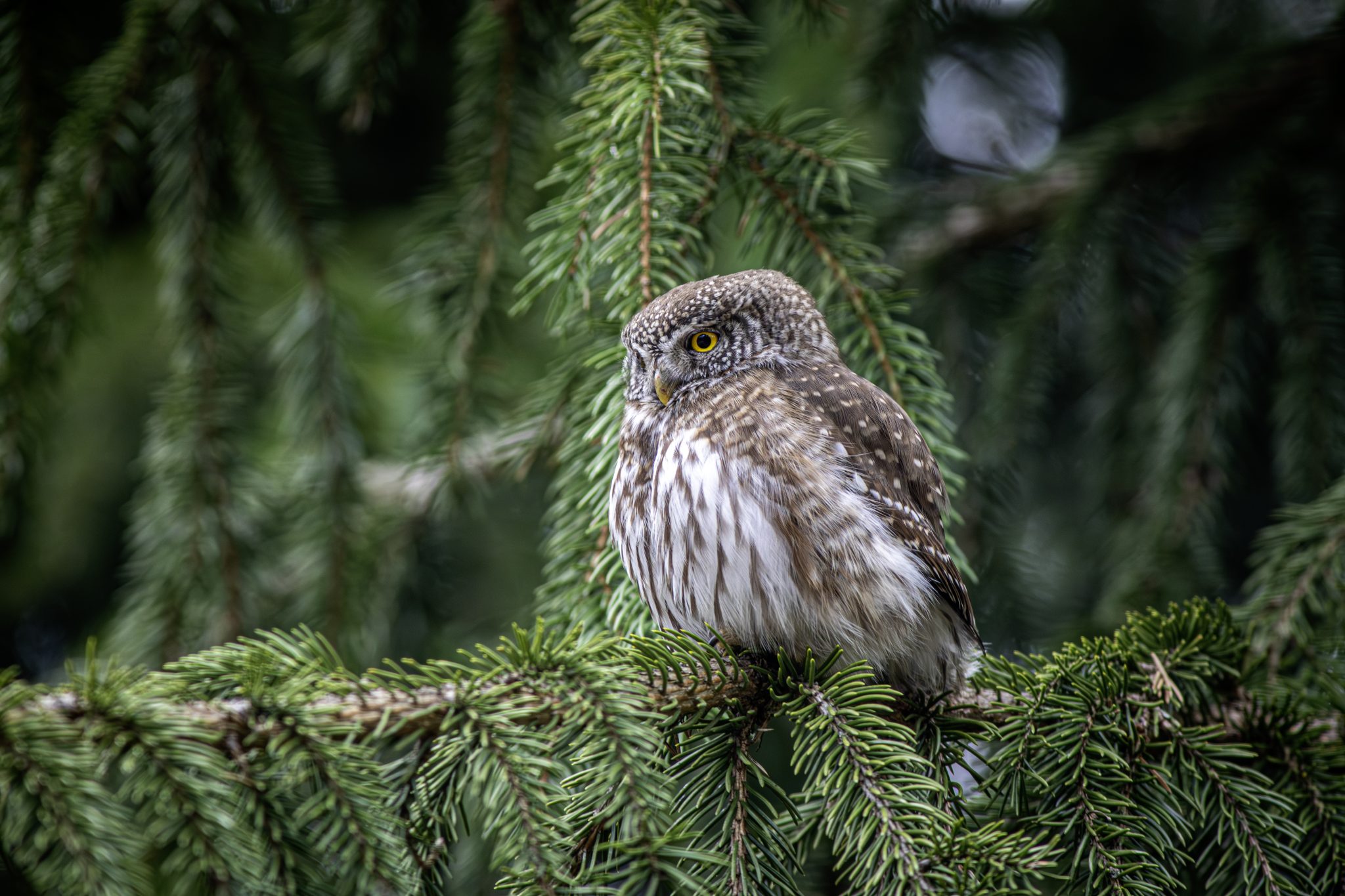 Eurasian pygmy owl (Glaucidium passerinum)