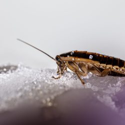 German cockroach (Blattella germanica)