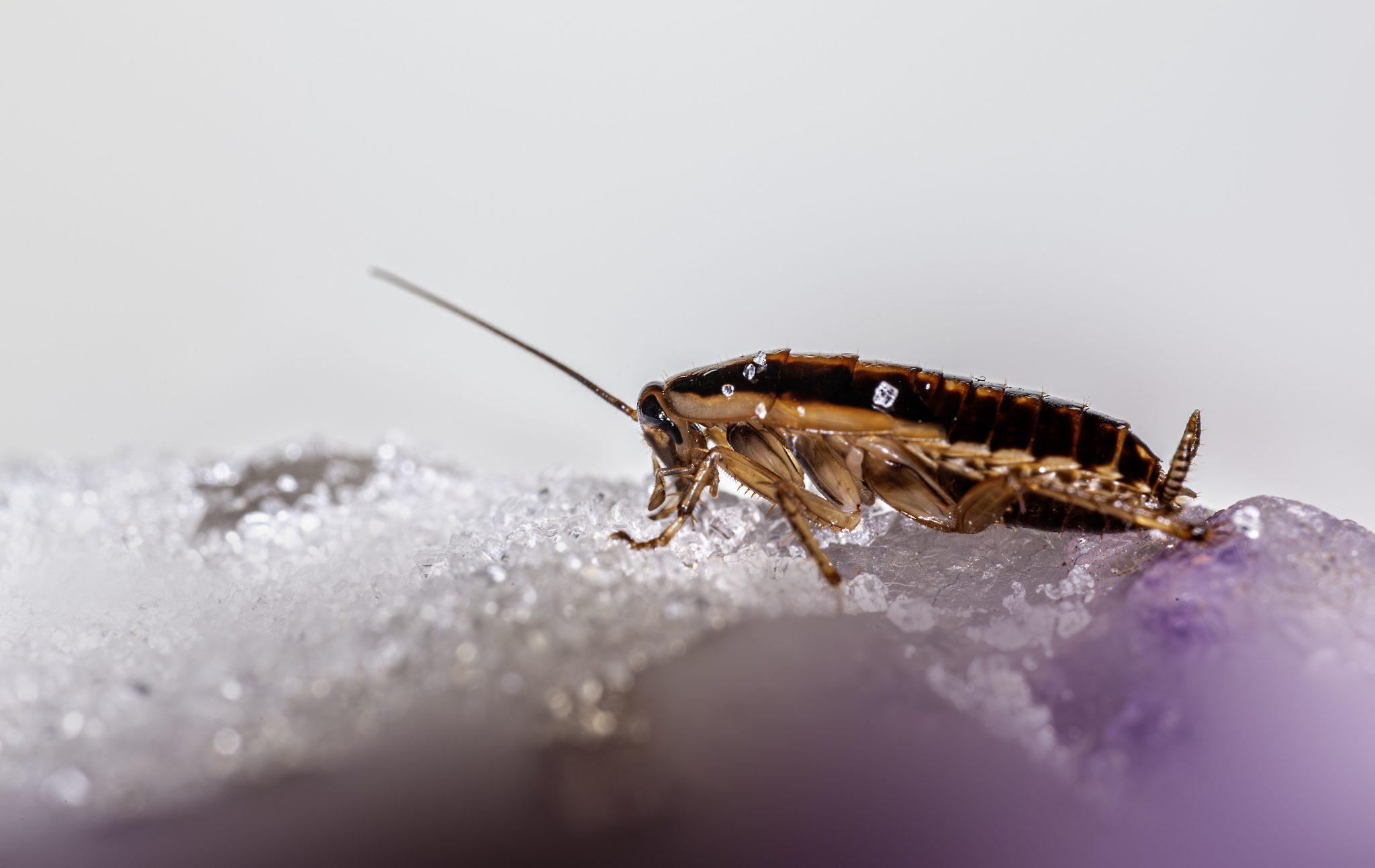German cockroach (Blattella germanica)