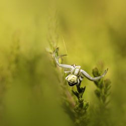 Goldenrod Crab Spider (Misumena vatia)