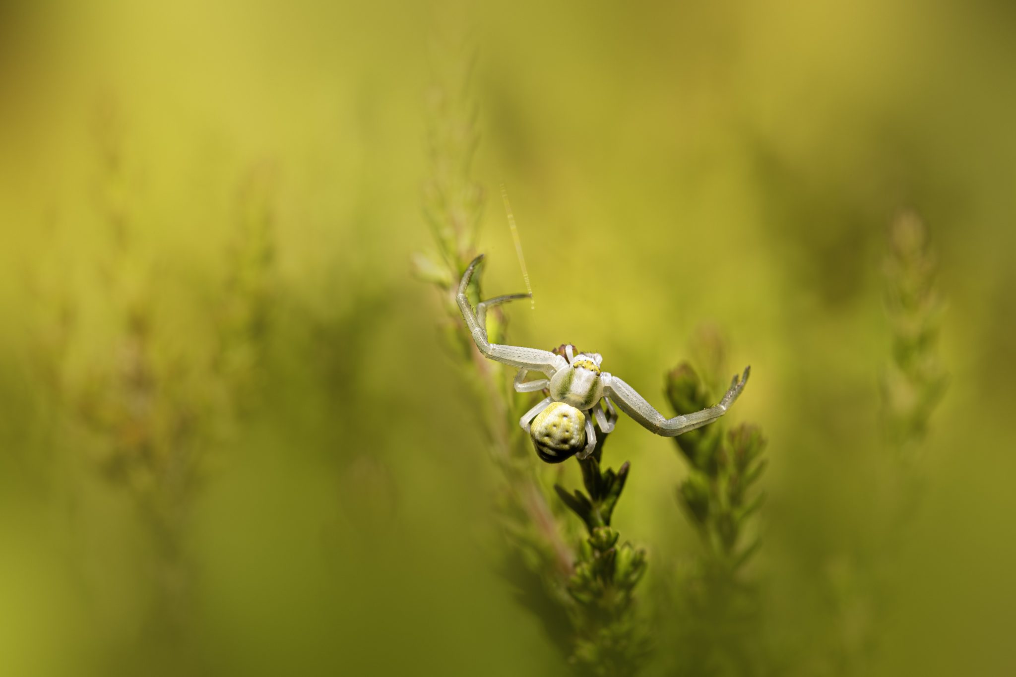 Goldenrod Crab Spider (Misumena vatia)