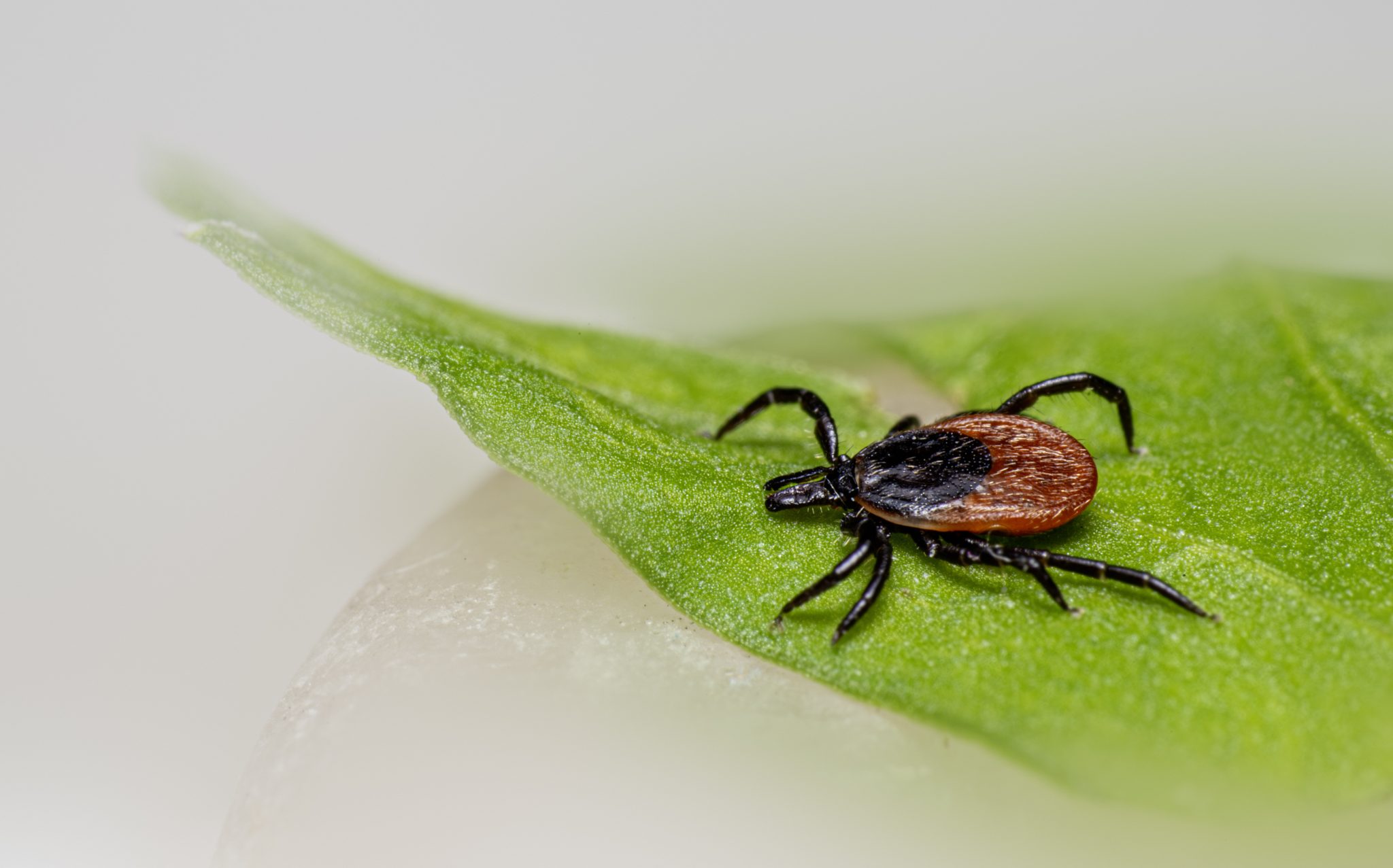 Castor bean tick (Ixodes ricinus)
