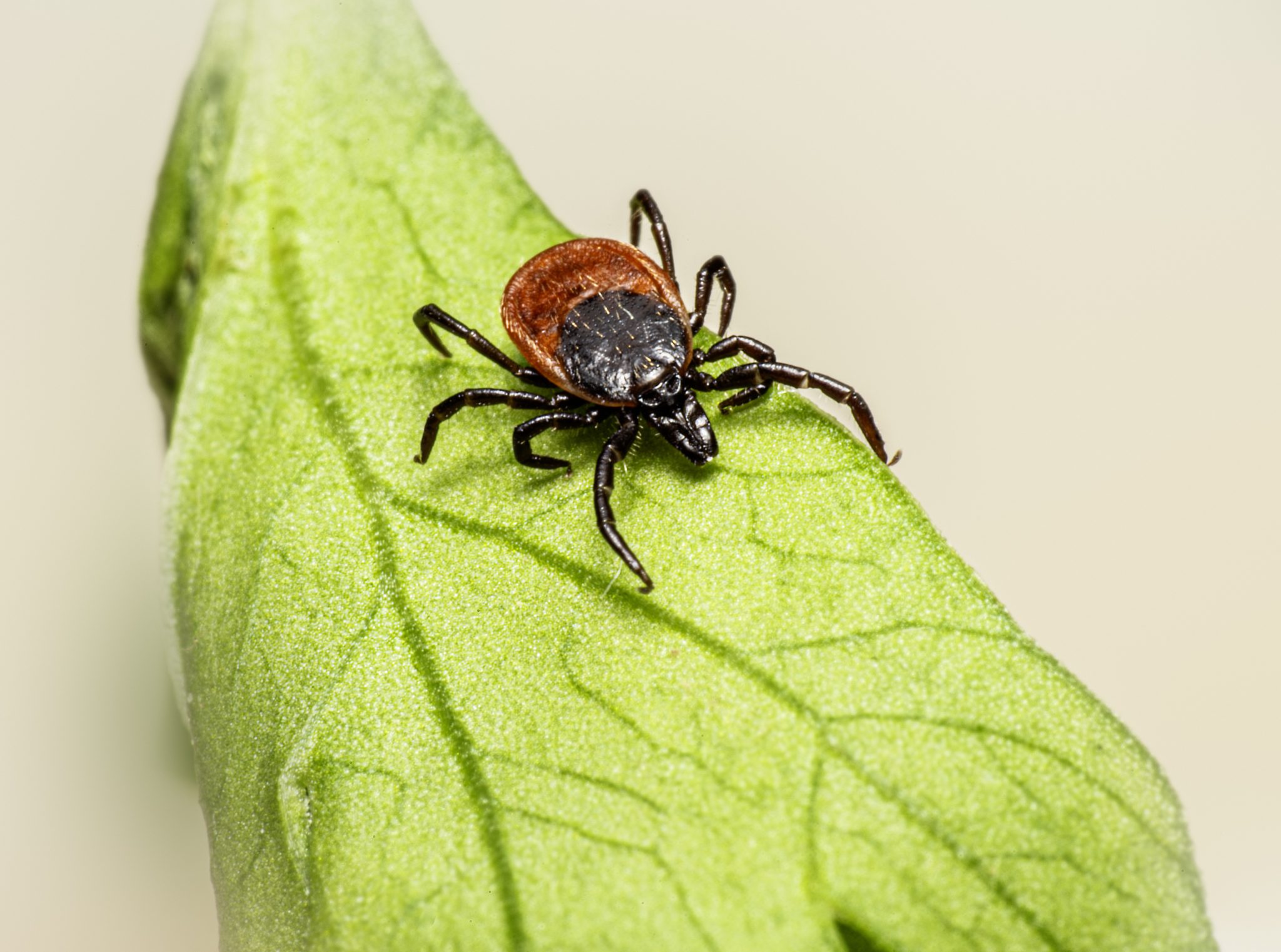 Castor bean tick (Ixodes ricinus)