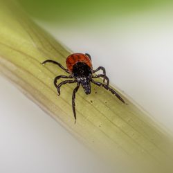 Castor bean tick (Ixodes ricinus)