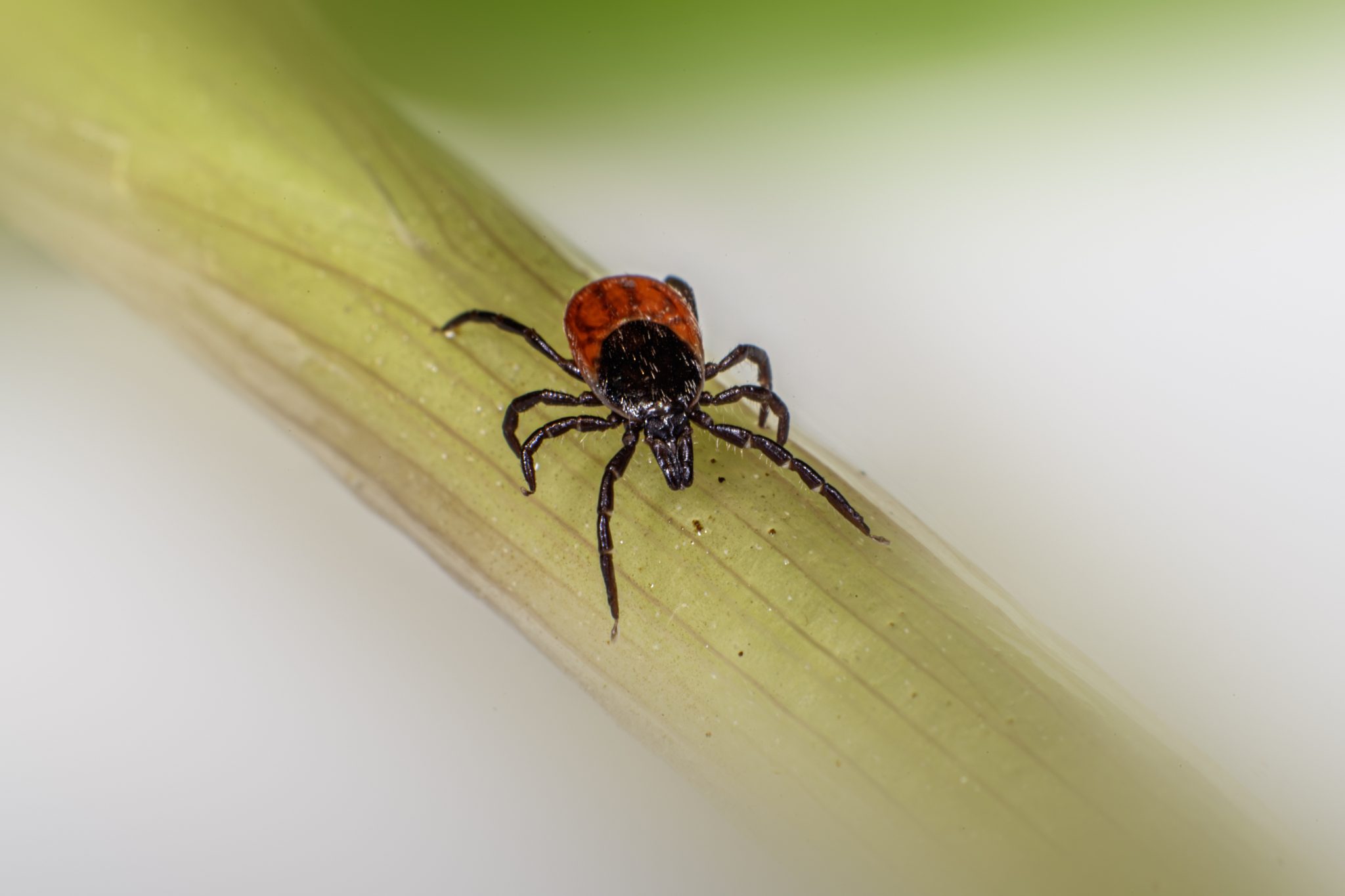 Castor bean tick (Ixodes ricinus)