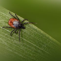 Castor bean tick (Ixodes ricinus)