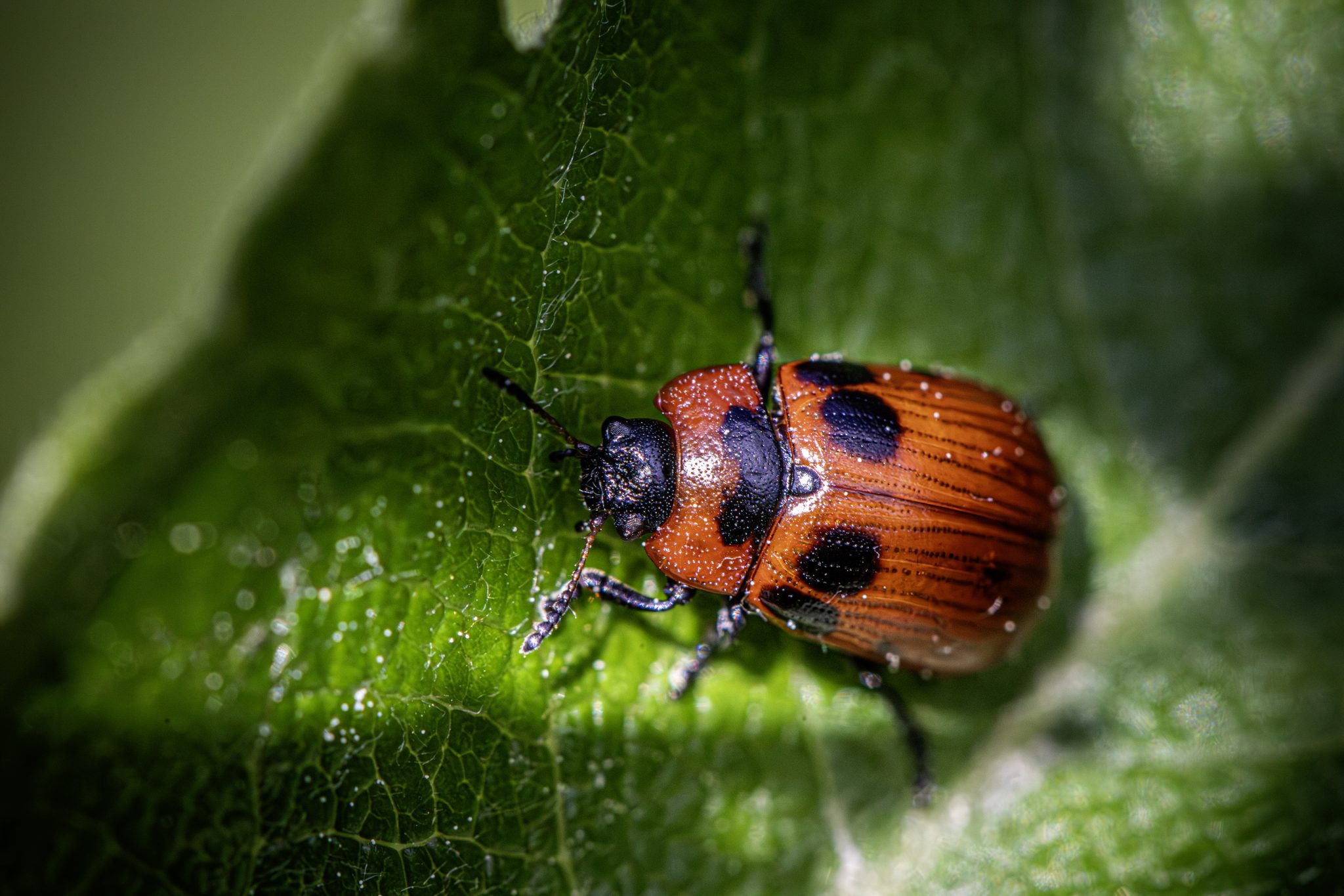 American Aspen Beetle (Gonioctena viminalis)