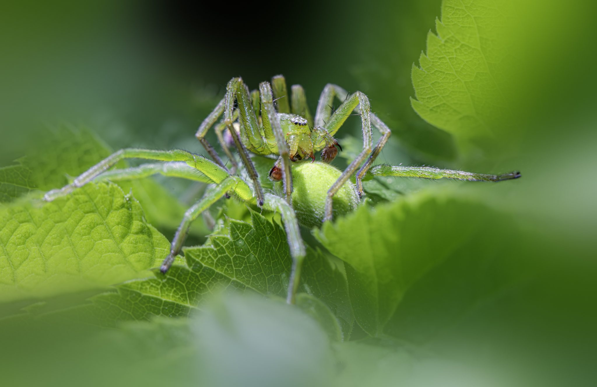 Green Huntsman spider (Micrommata virescens)