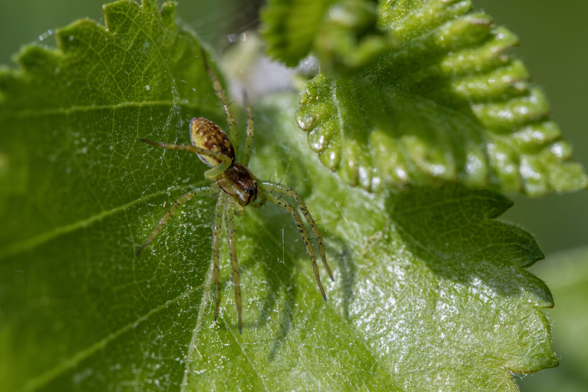 Raft spider (Dolomedes fimbriatus)