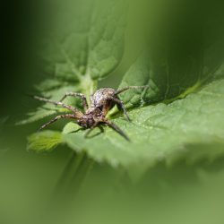 Common crab spider (Xysticus cristatus)