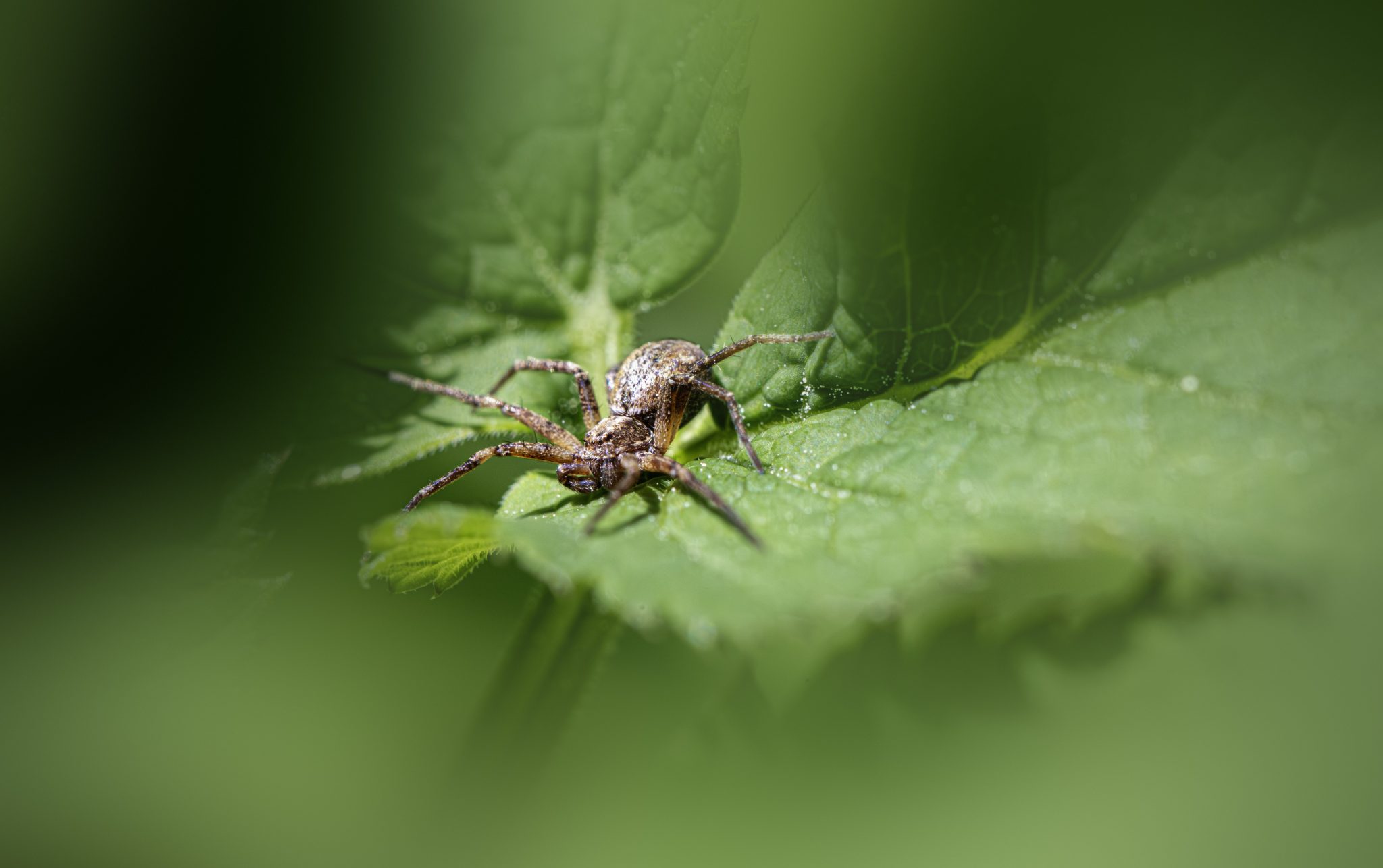 Common crab spider (Xysticus cristatus)
