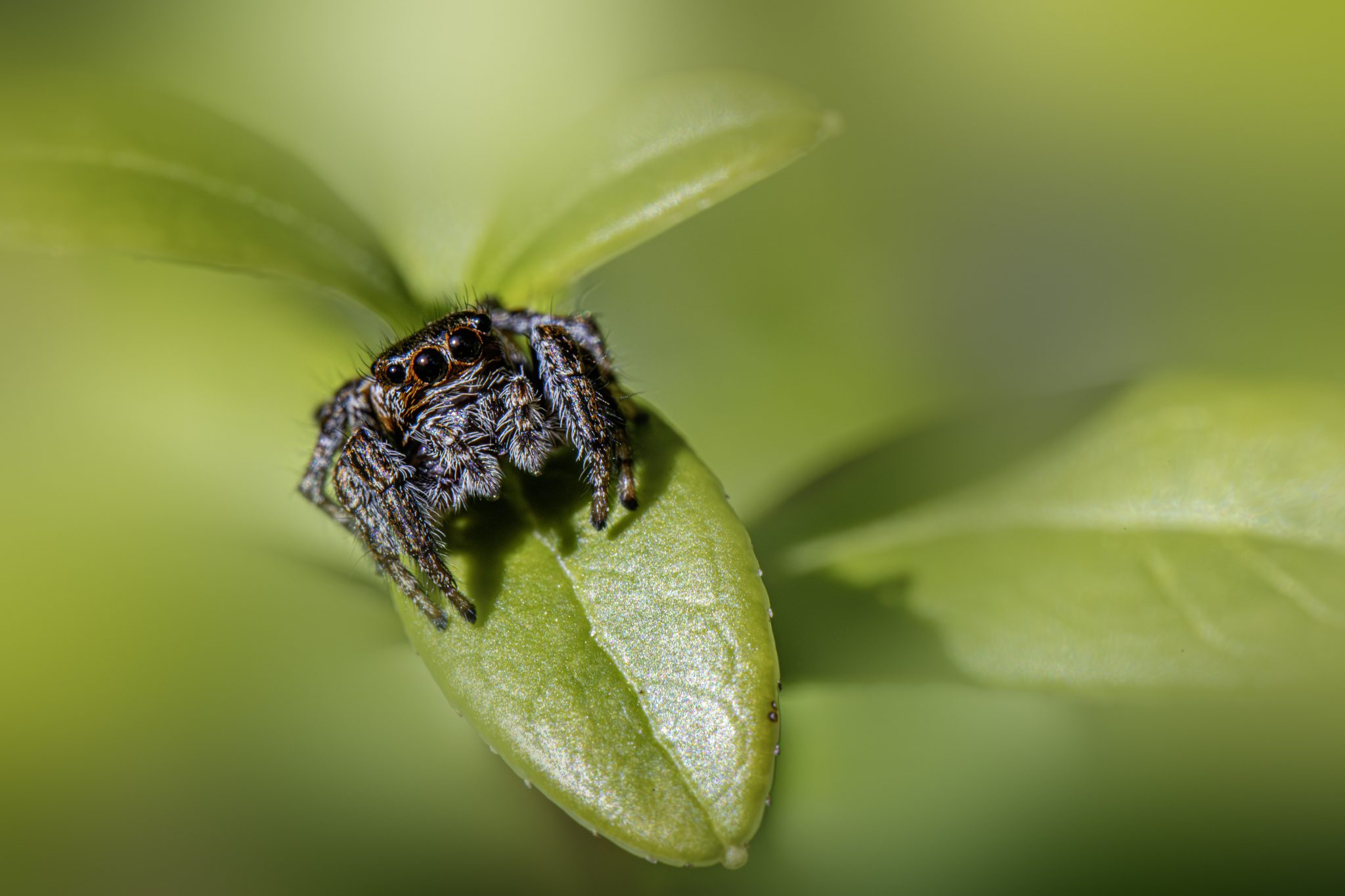 Woodland jumping spider (Evarcha falcata)