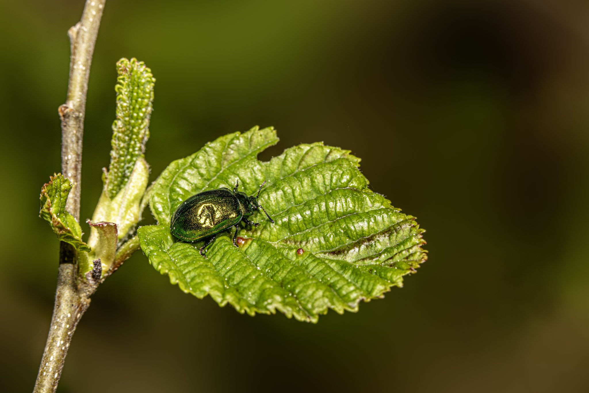 Leaf beetle (Plagiosterna aenea)