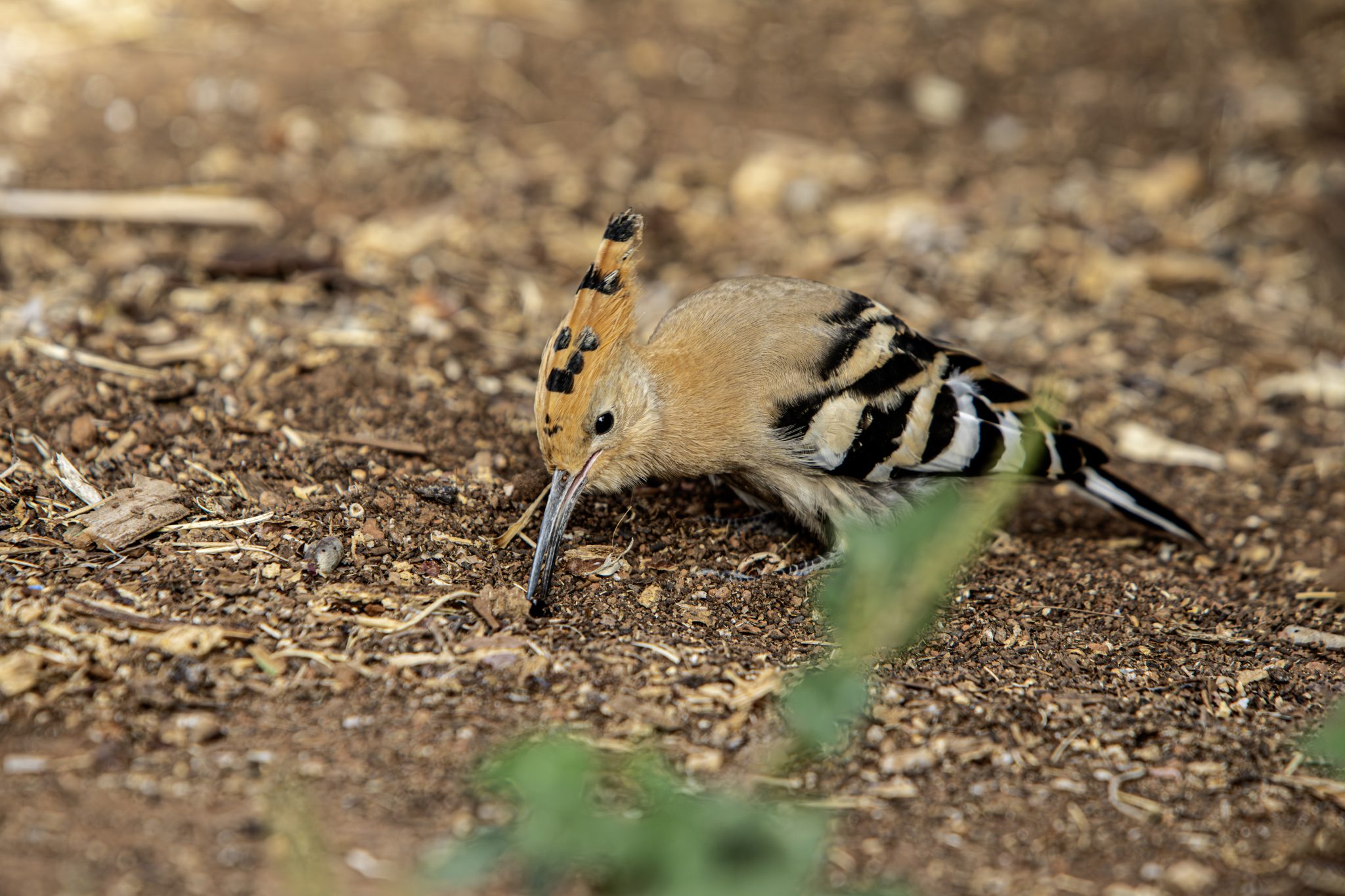 Eurasian hoopoe (Upupa epops)