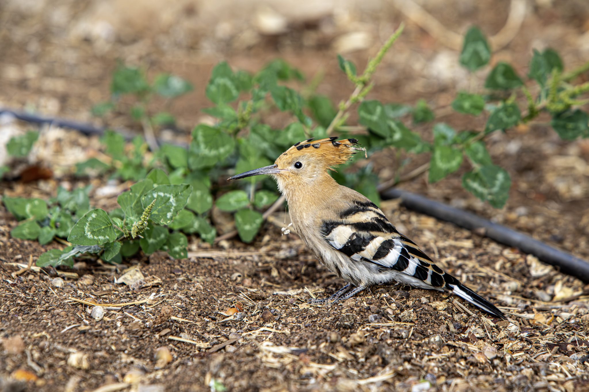 Eurasian hoopoe (Upupa epops)
