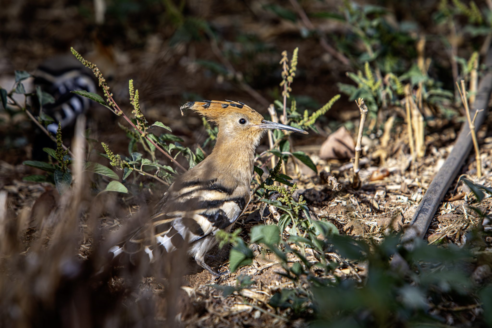 Eurasian hoopoe (Upupa epops)