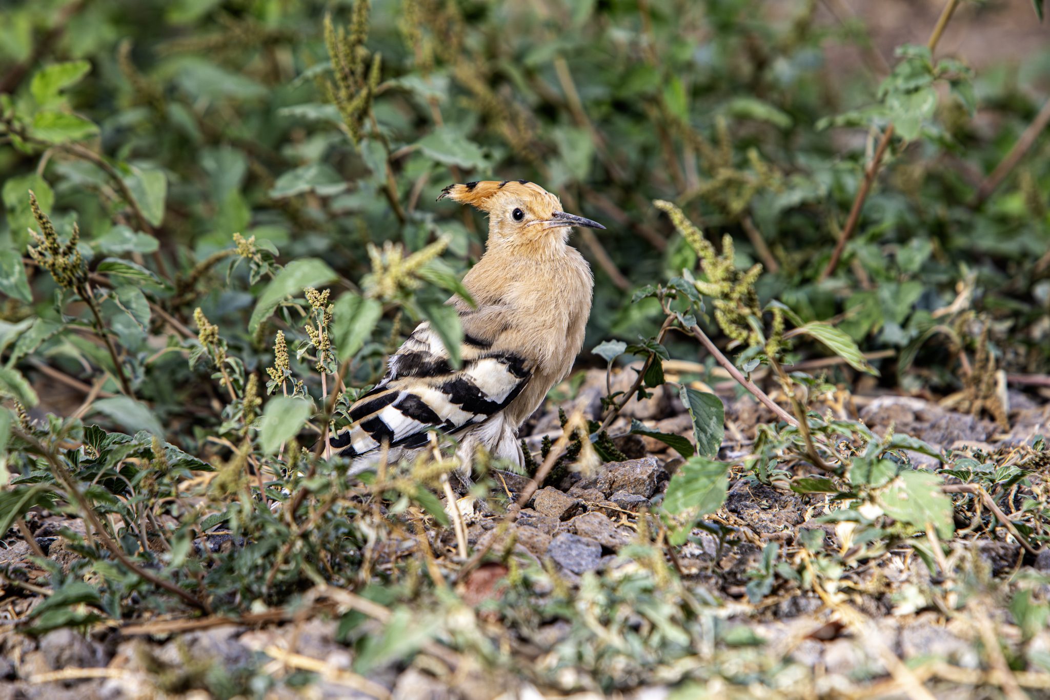 Eurasian hoopoe (Upupa epops)