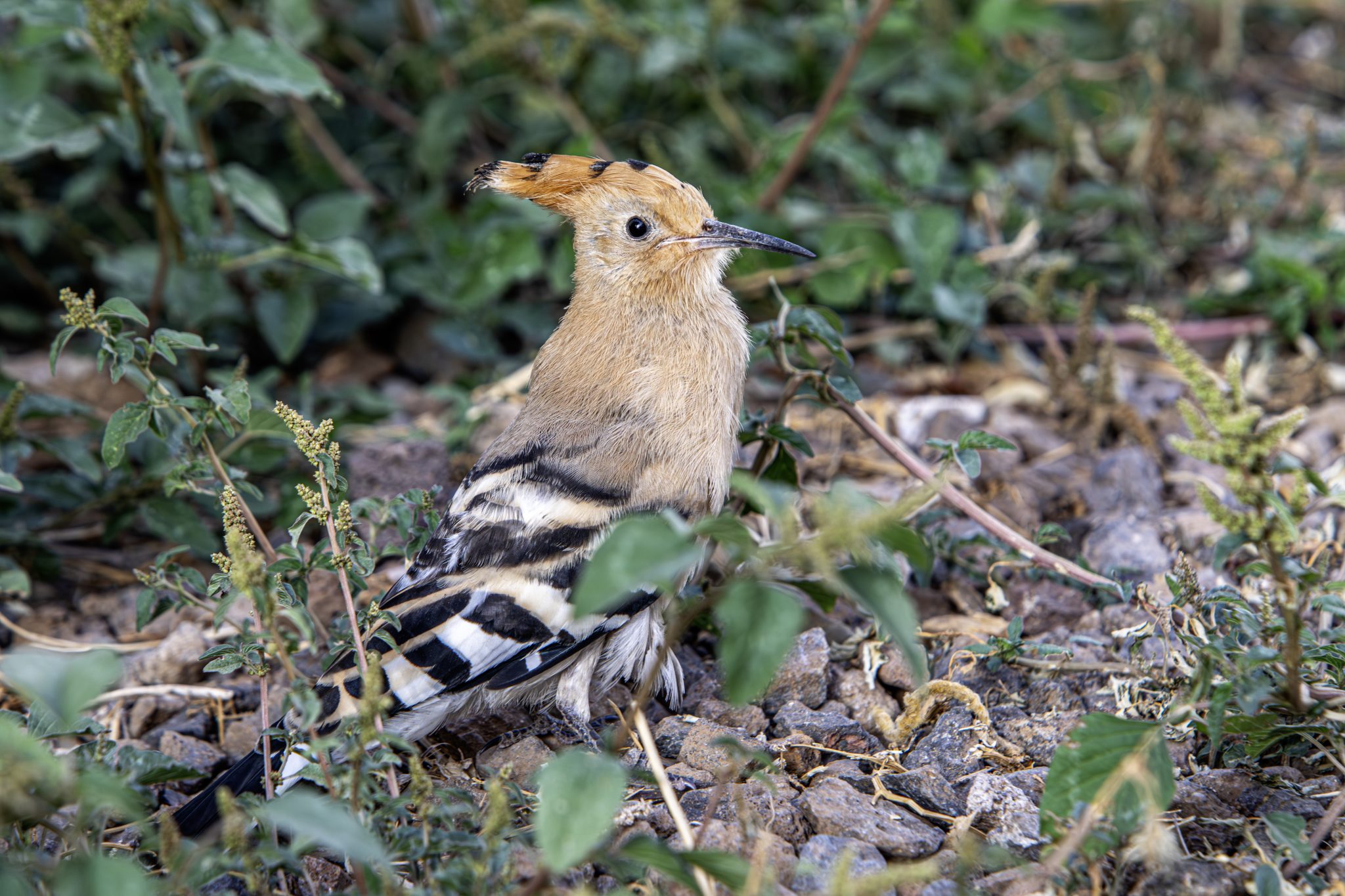 Eurasian hoopoe (Upupa epops)
