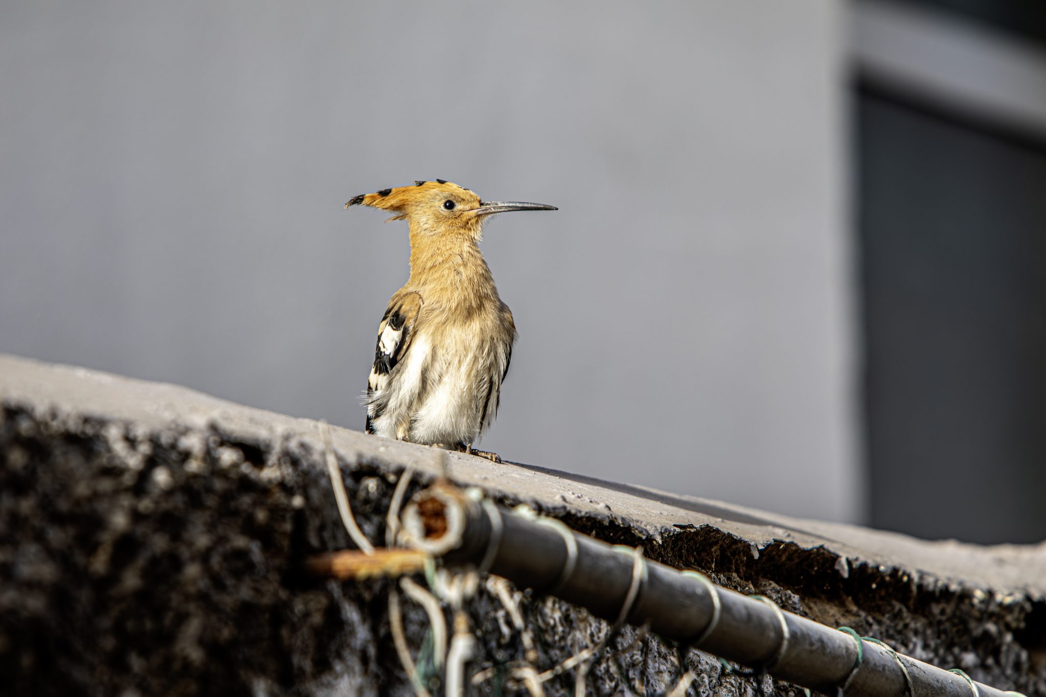 Eurasian hoopoe (Upupa epops)