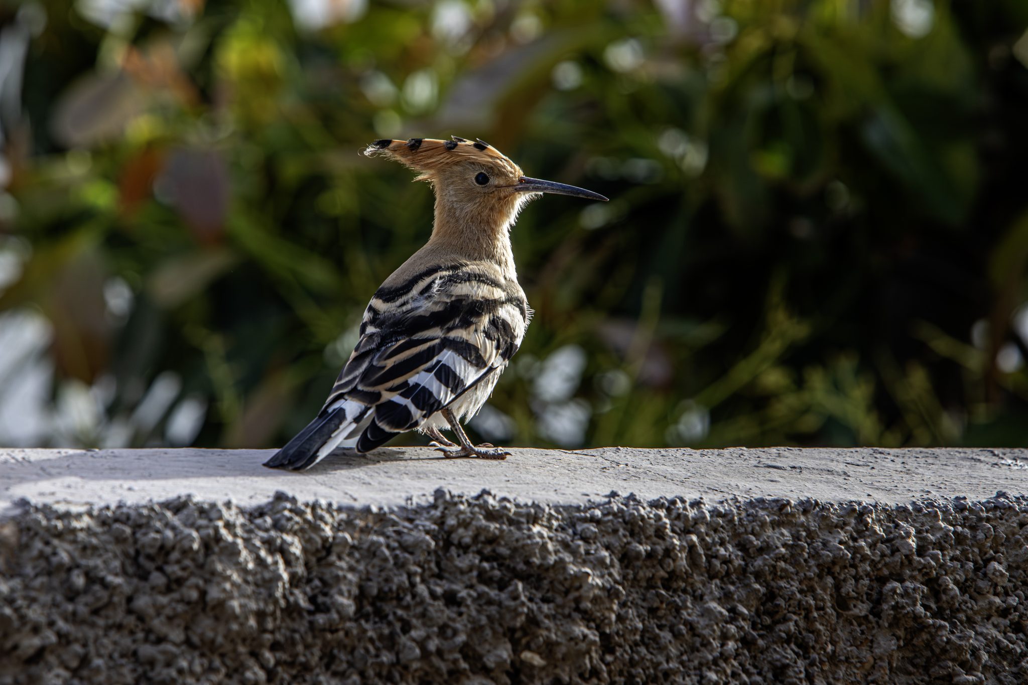Eurasian hoopoe (Upupa epops)