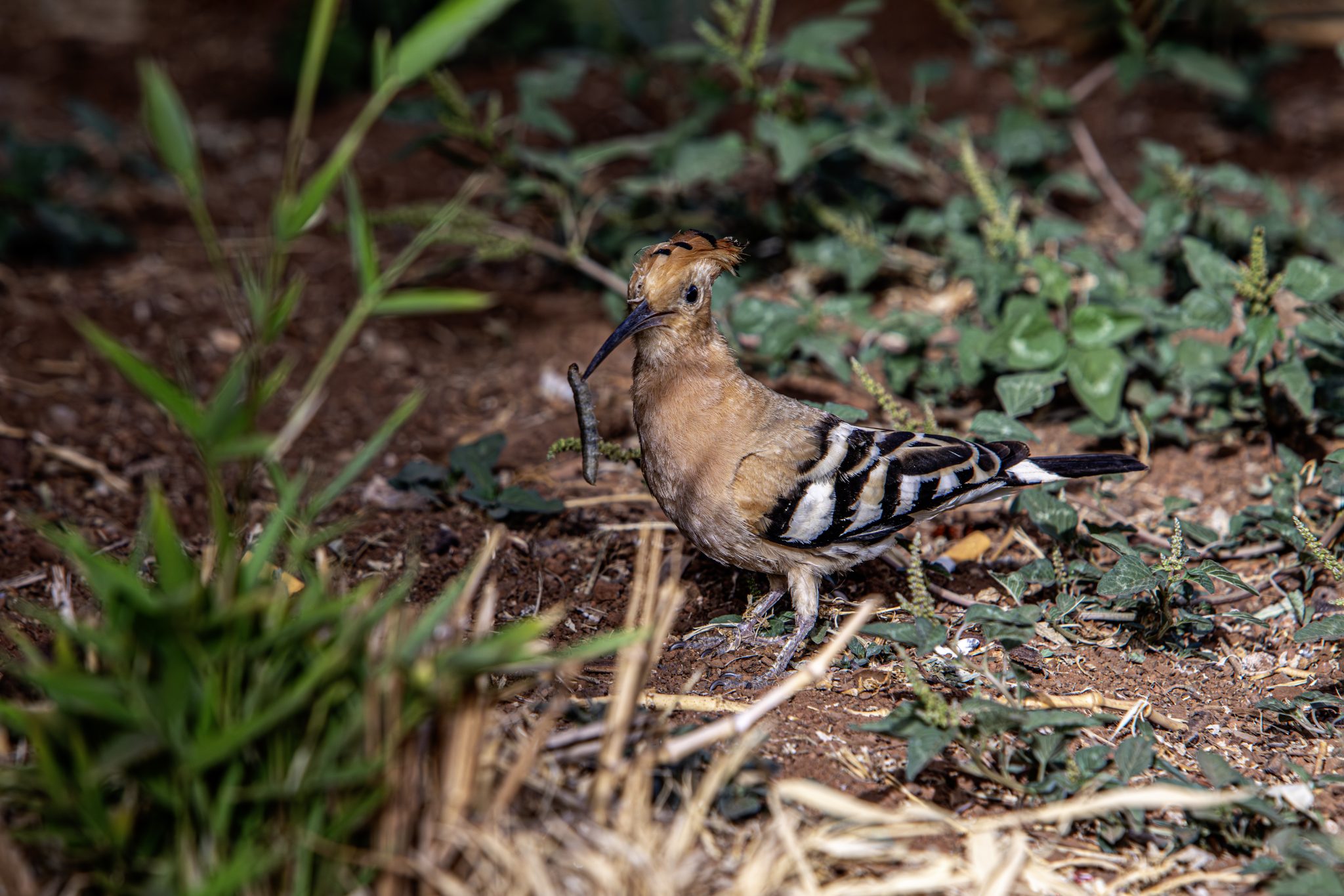 Eurasian hoopoe (Upupa epops)