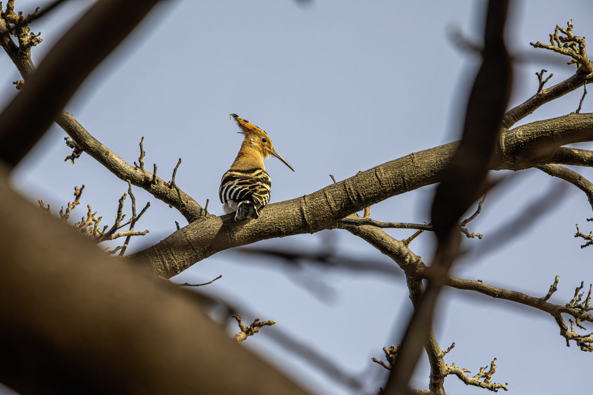Eurasian hoopoe (Upupa epops)