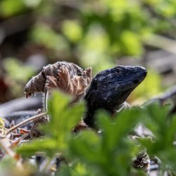 Western Canary lizard (Gallotia galloti)