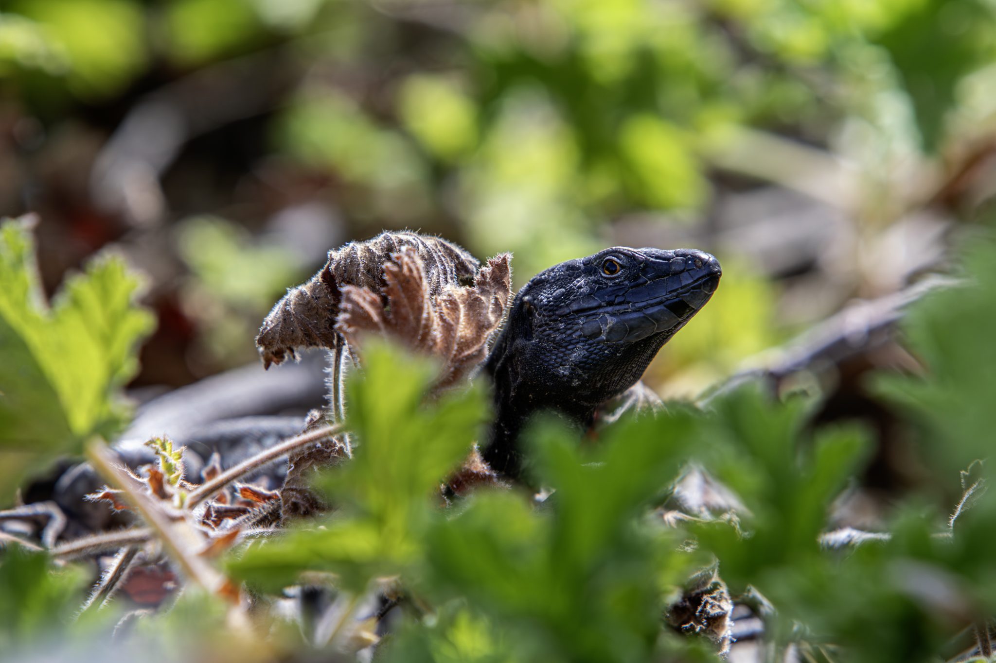 Western Canary lizard (Gallotia galloti)