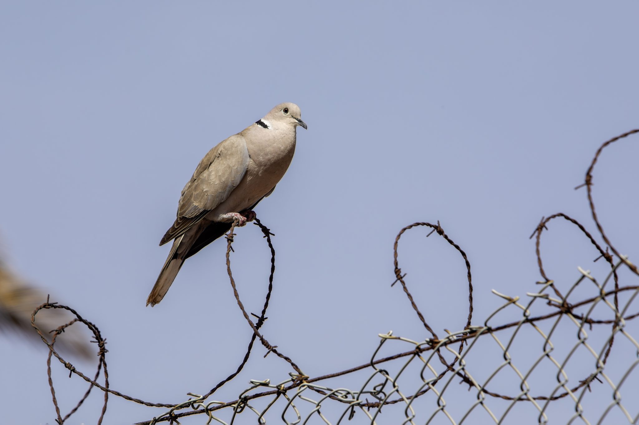 European Collared-Dove (Streptopelia decaocto)