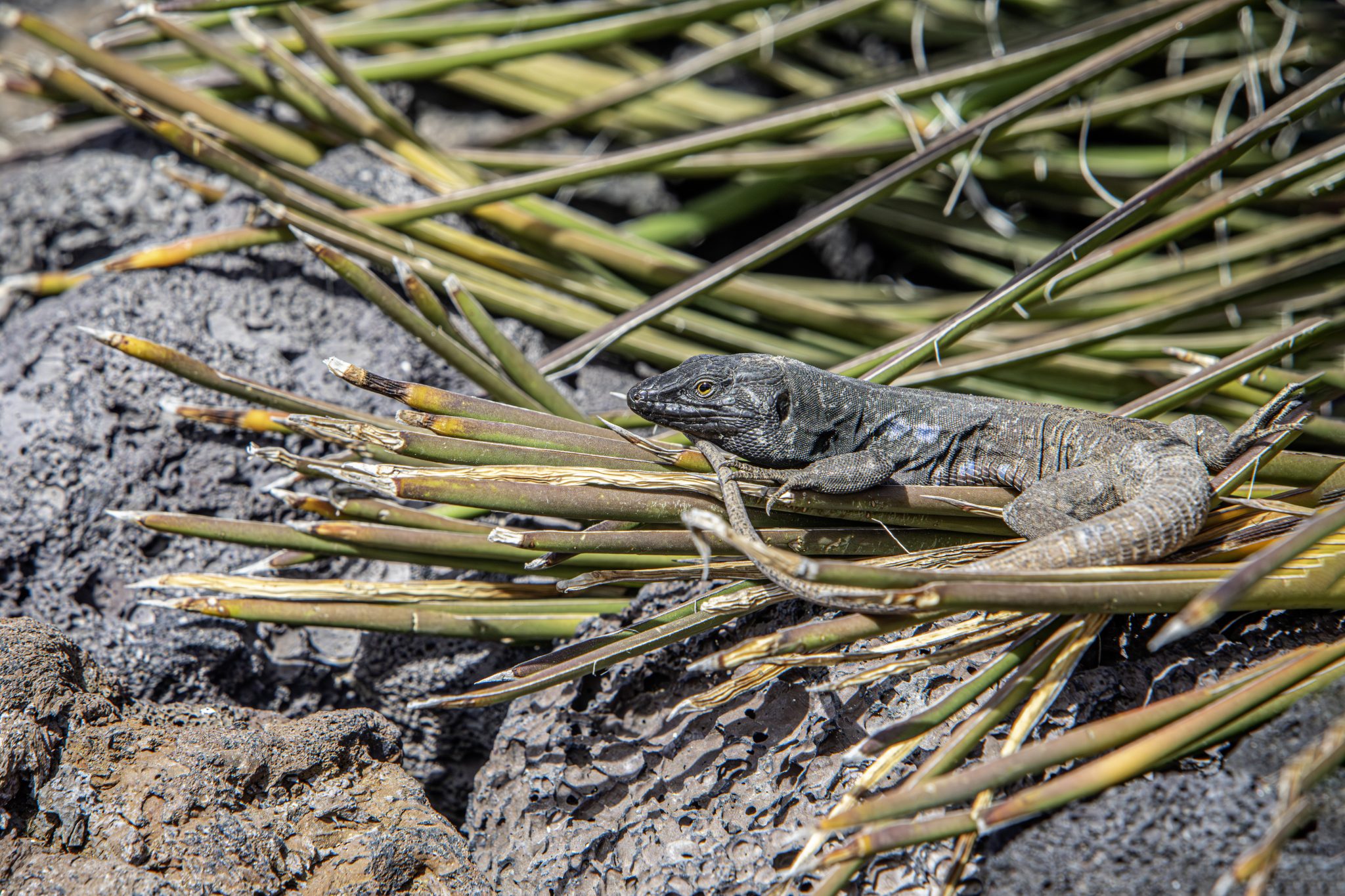 Western Canary lizard (Gallotia galloti)